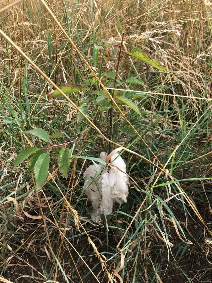 le bois de la clef — photo 2