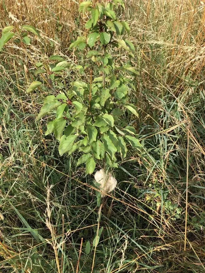 le bois de la clef — photo 3