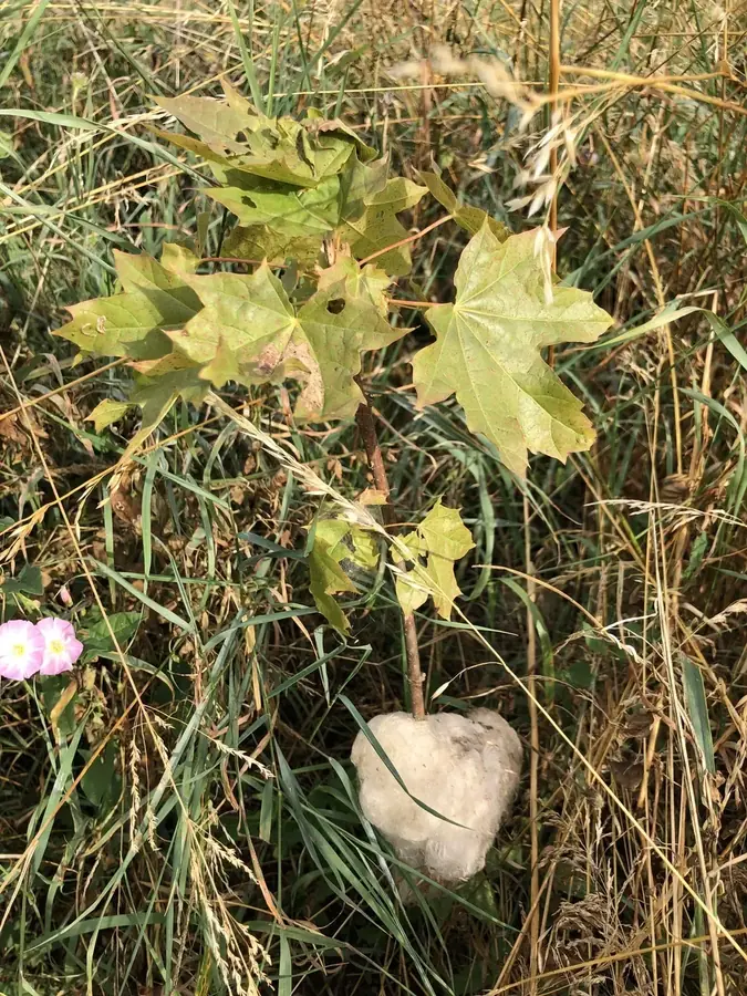 le bois de la clef — photo 4