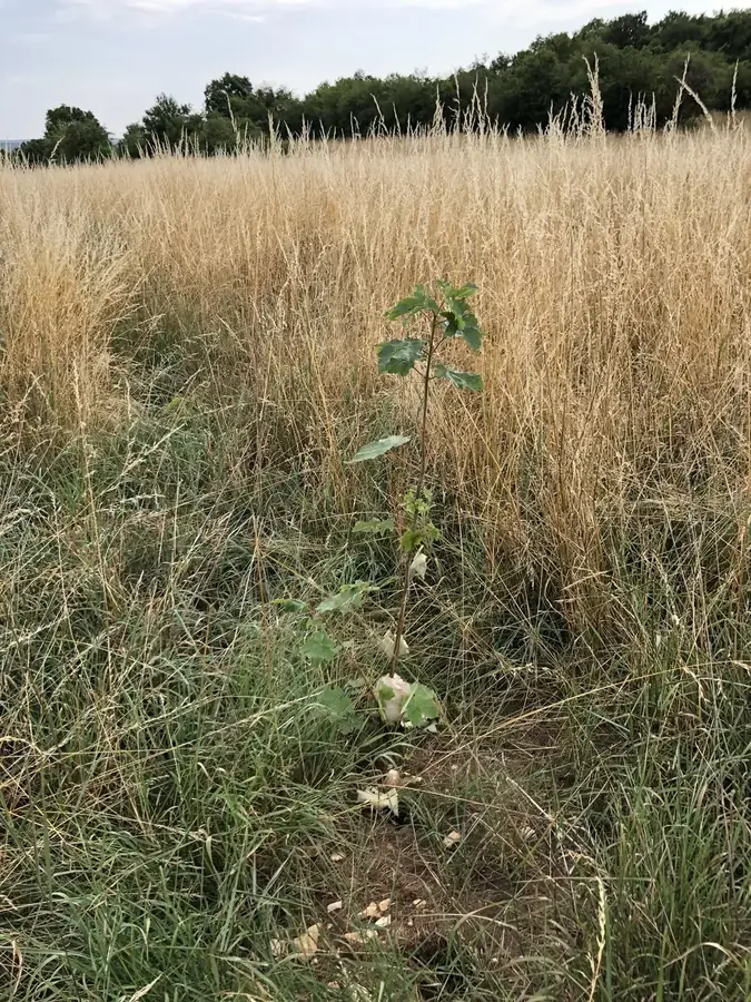 le bois de la clef — photo 5