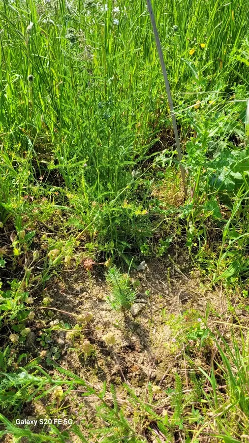 le bois des inodieres — photo 2