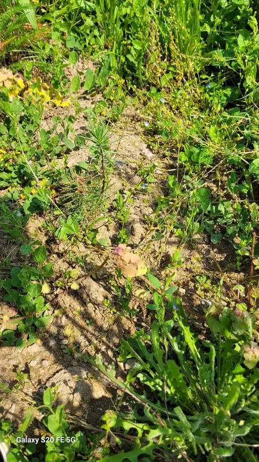 le bois des inodieres — photo 3