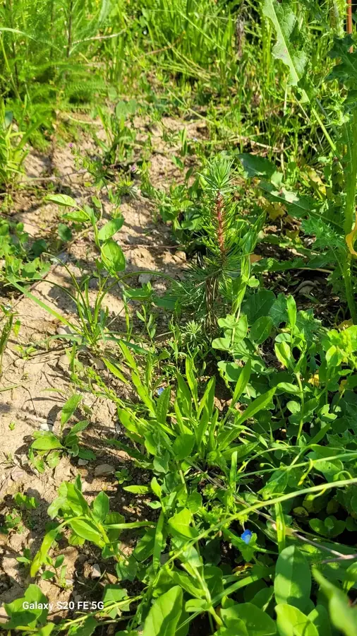 le bois des inodieres — photo 4