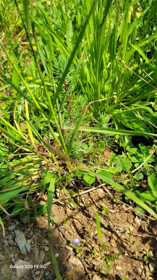 le bois des inodieres — photo 5