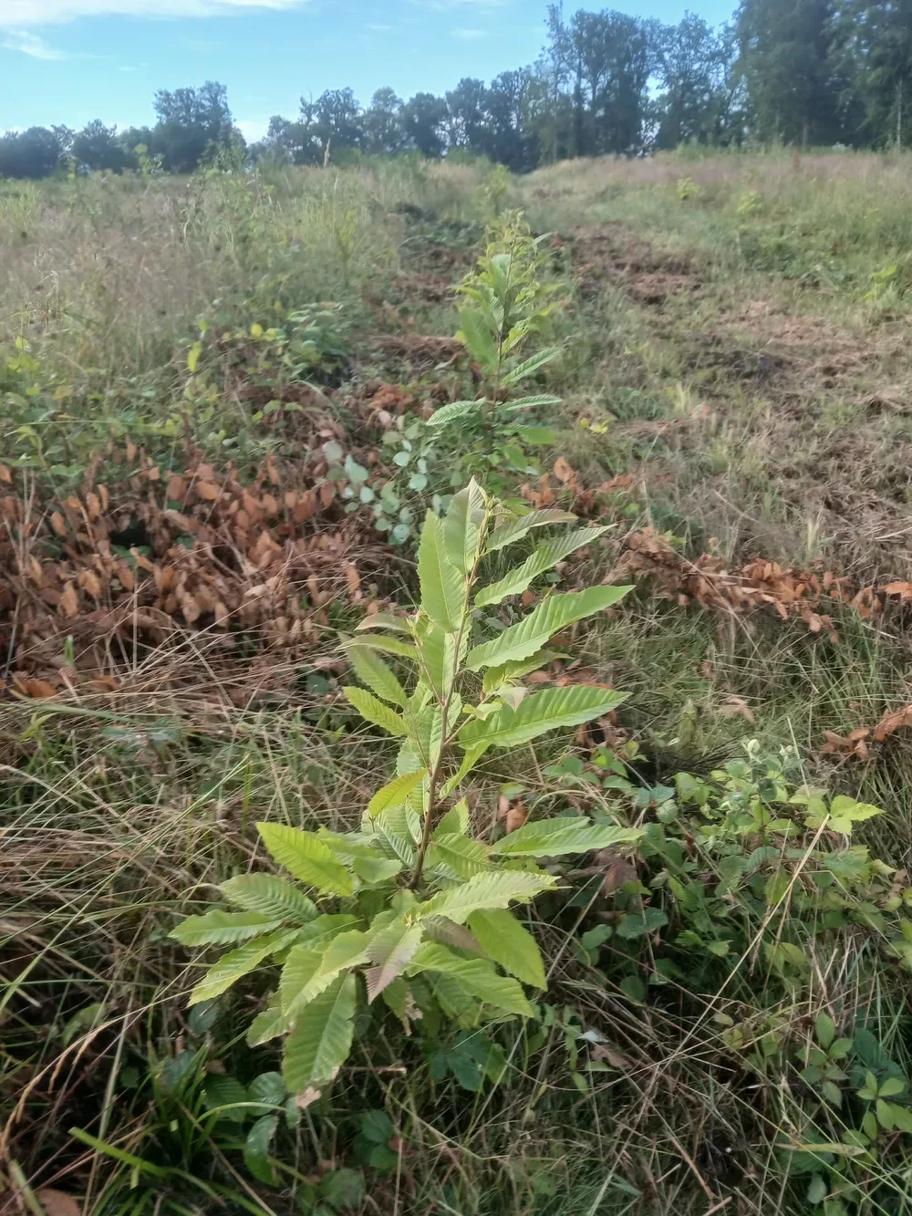 le bois des limons — photo 2