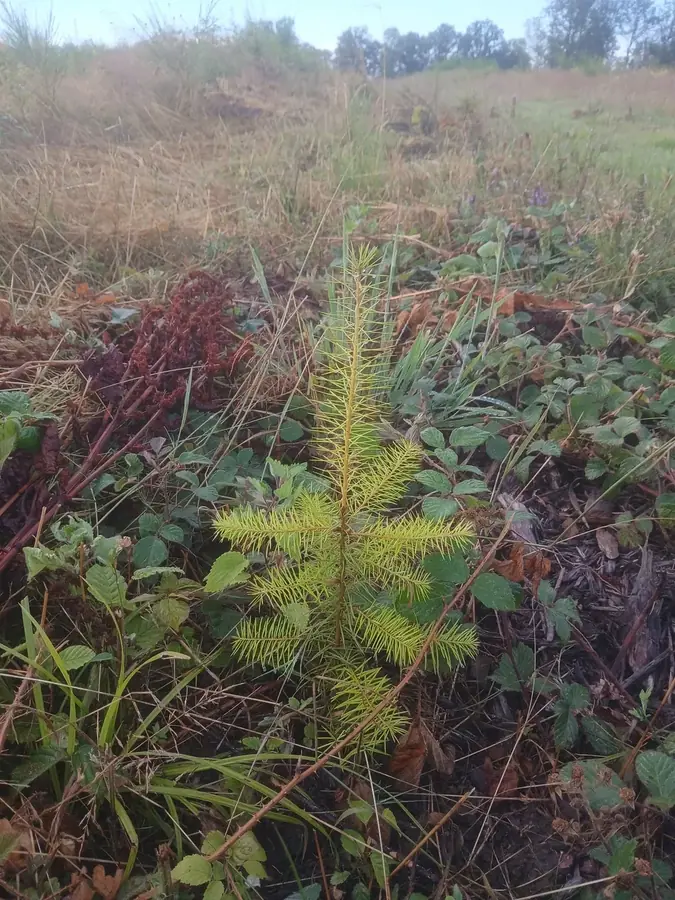 le bois des limons — photo 3