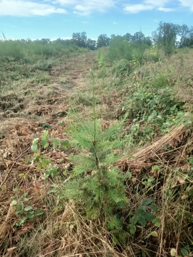 le bois des limons — photo 4