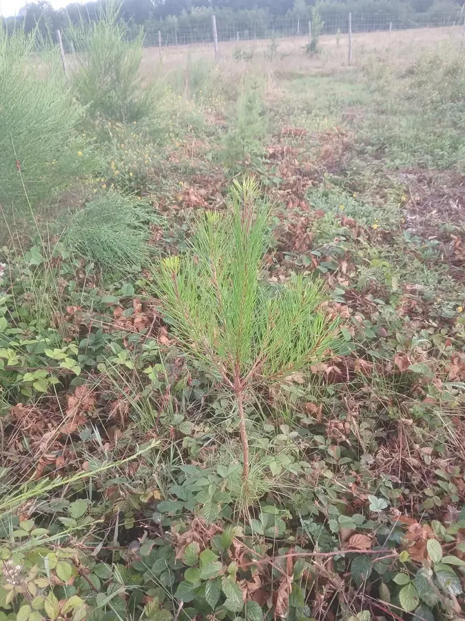 le bois des limons — photo 5