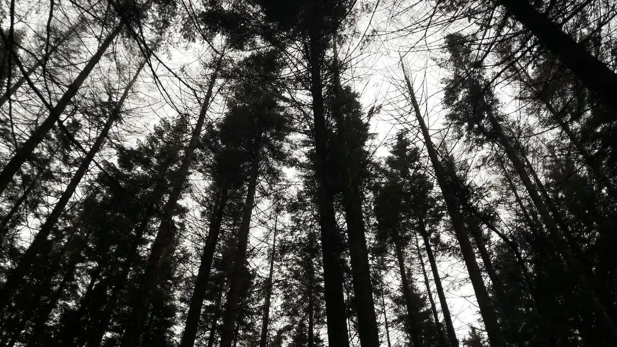 le bois de bernicot — photo 1