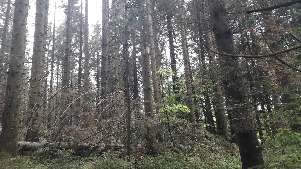 le bois de bernicot — photo 2