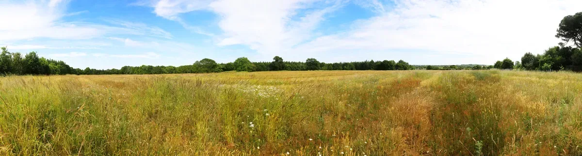 le bois de la croix verte — photo 1