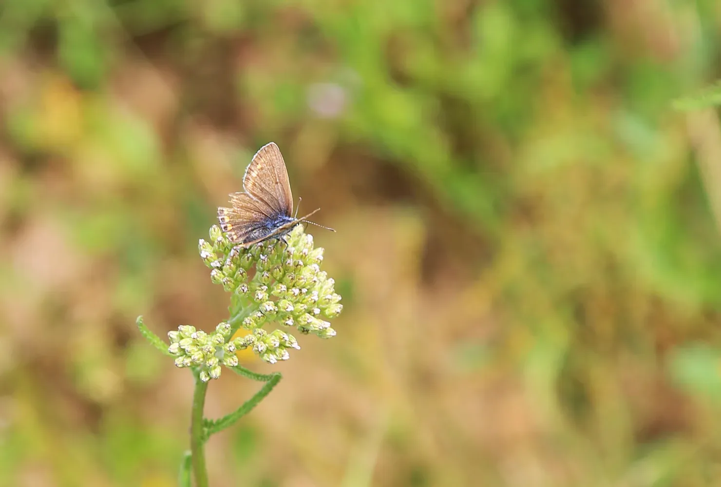 le bois du fief des ormeraies — photo 2