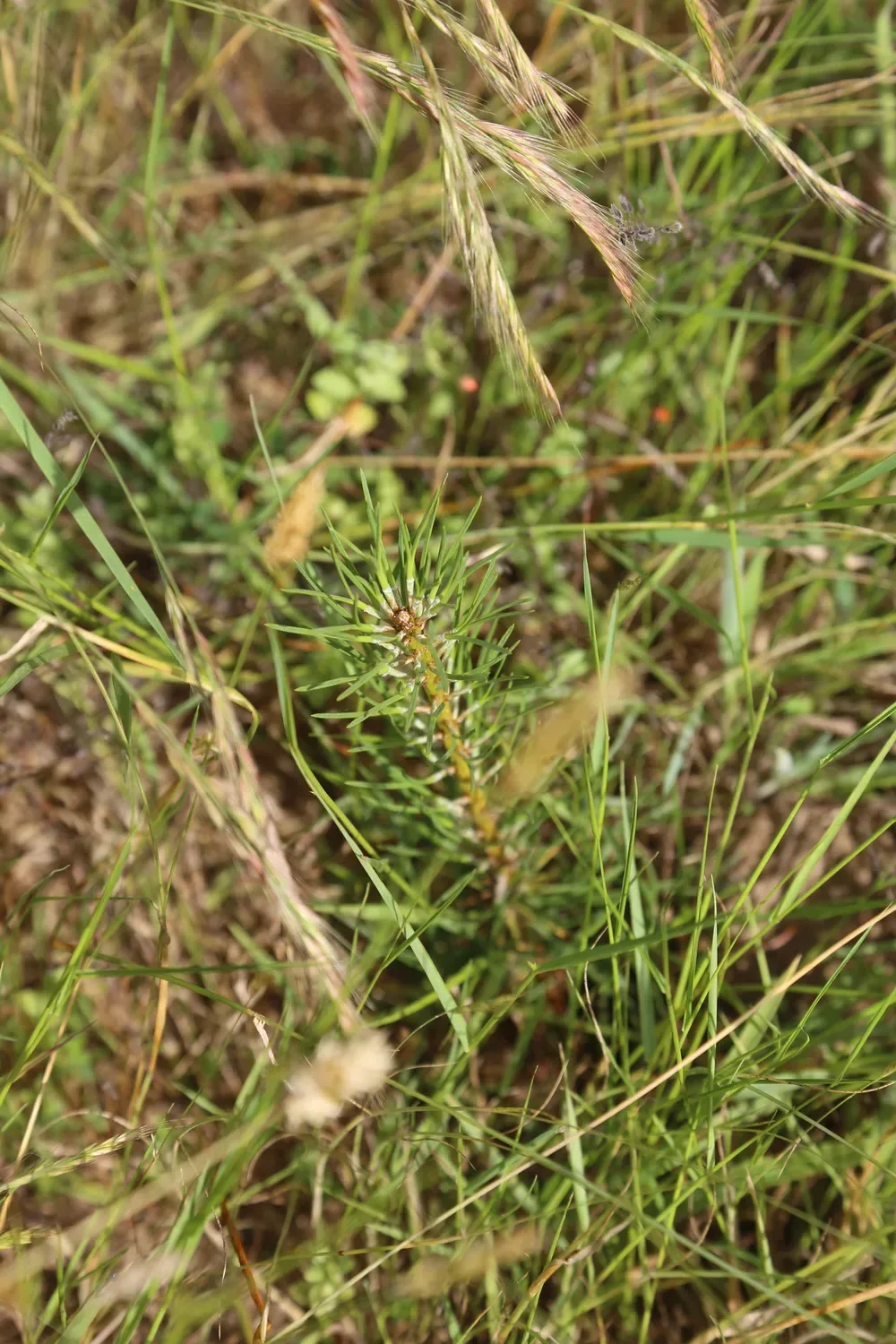 le bois du fief des ormeraies — photo 3