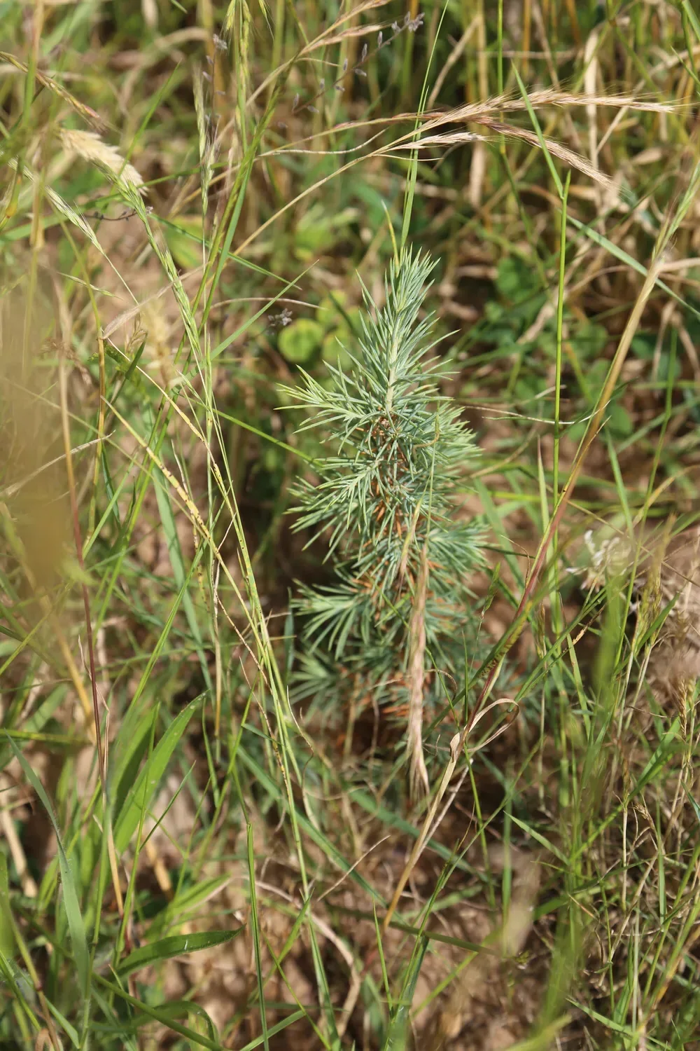 le bois du fief des ormeraies — photo 4