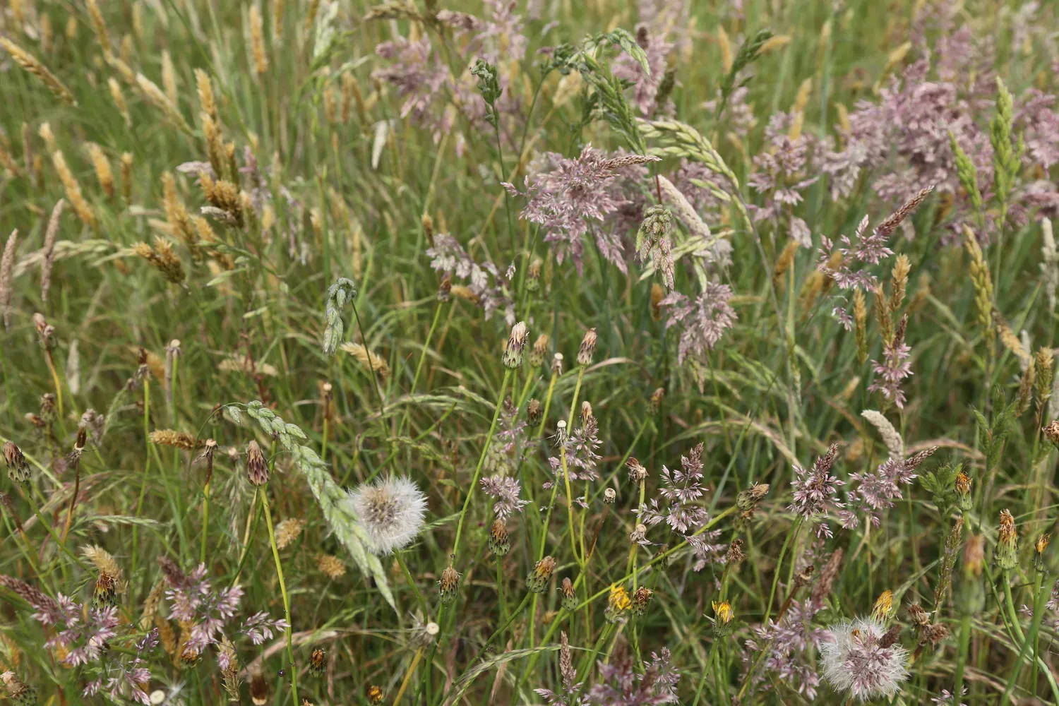 le bois du fief des ormeraies — photo 5