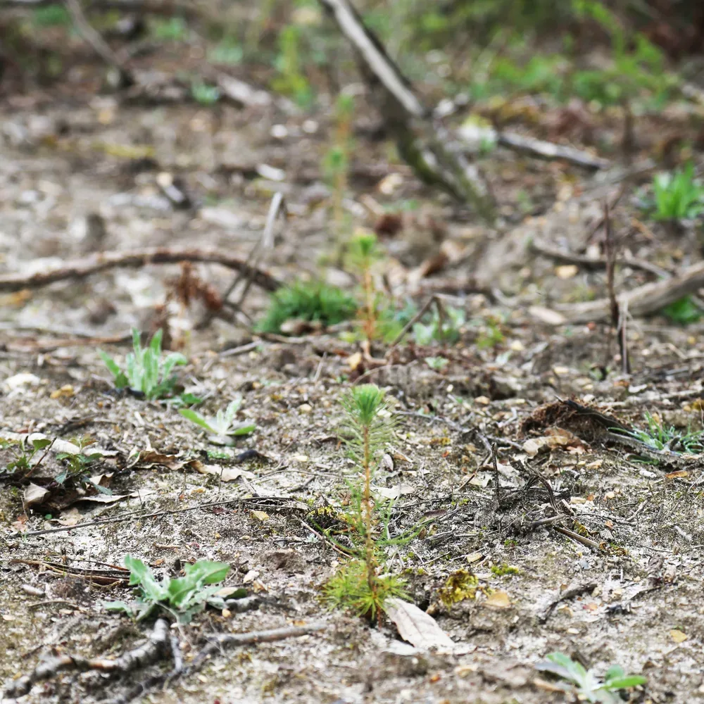 le bois de la nere — photo 2