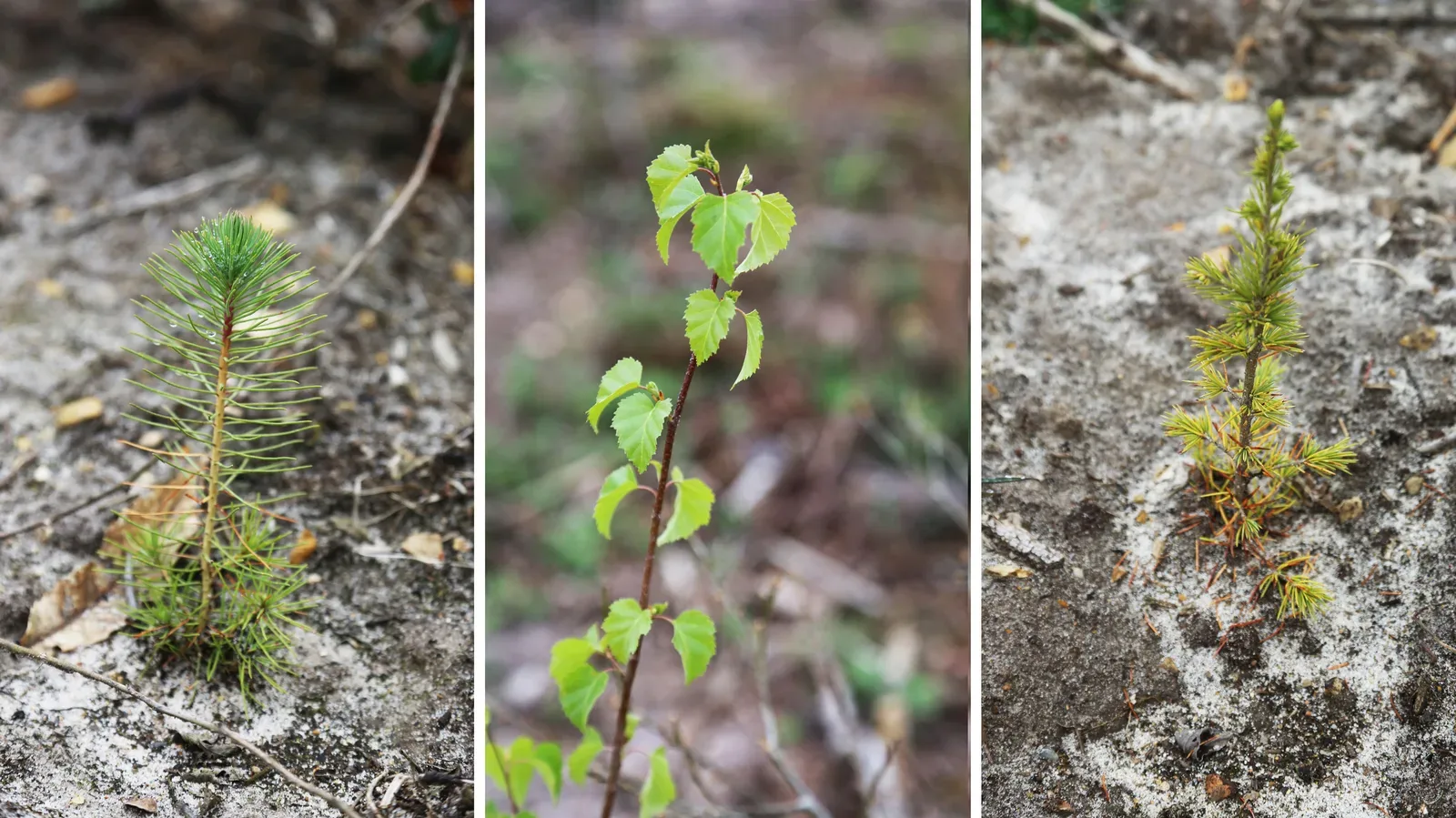 le bois de la nere — photo 3