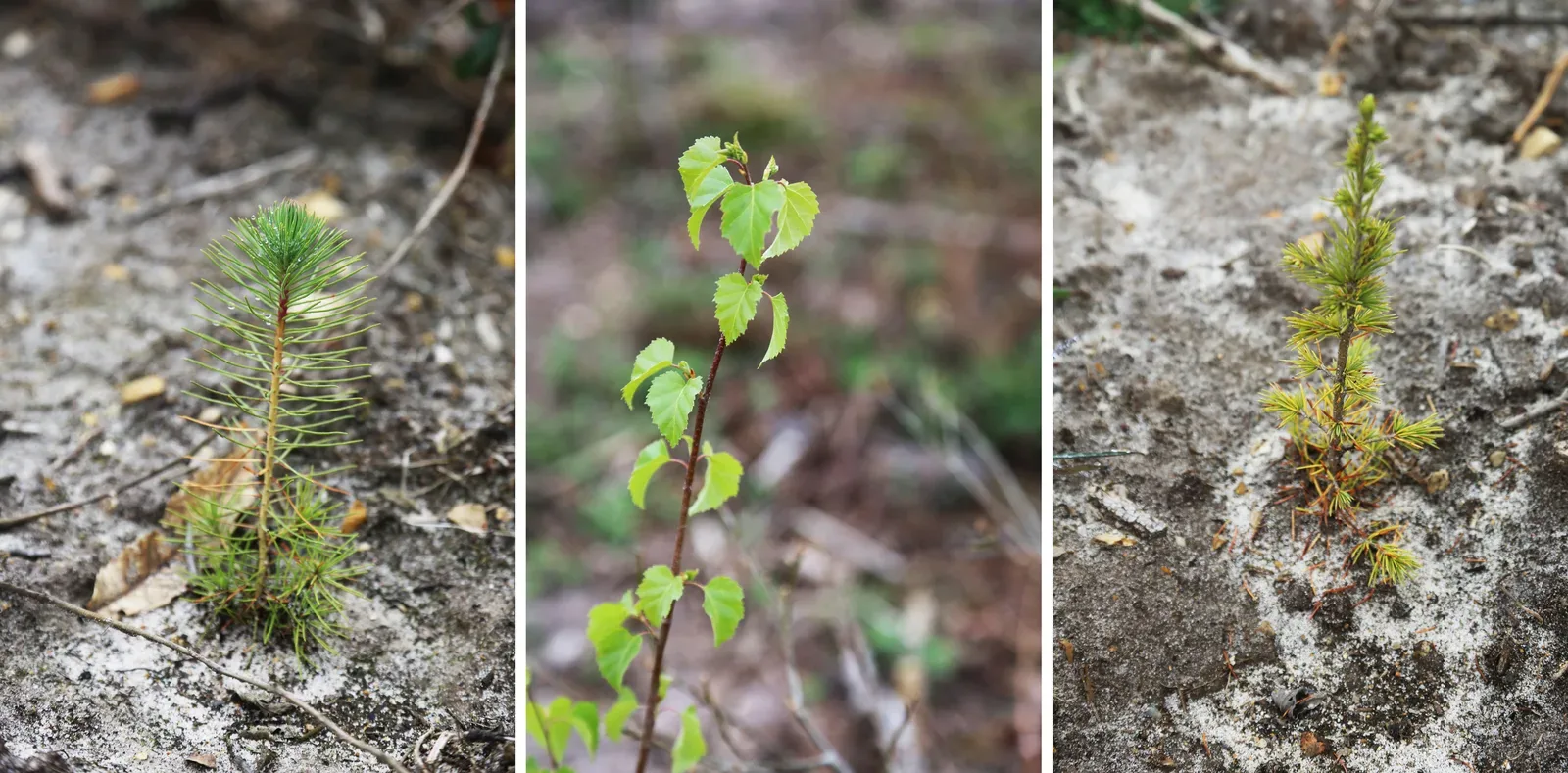 le bois de la nere — photo 4
