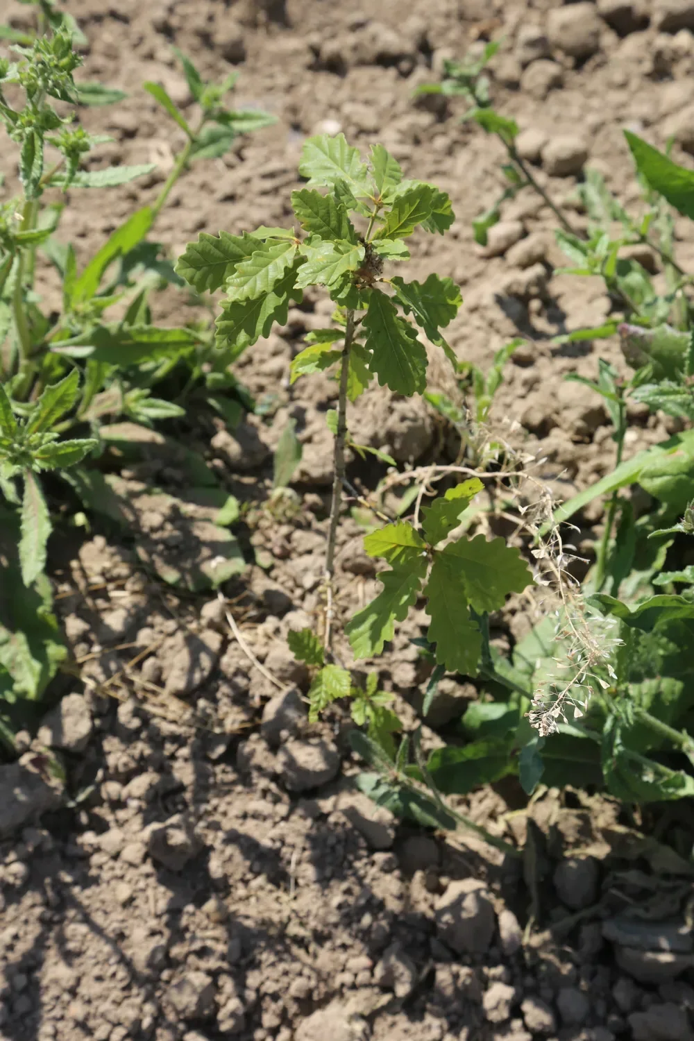 le bois du ruisseau — photo 1