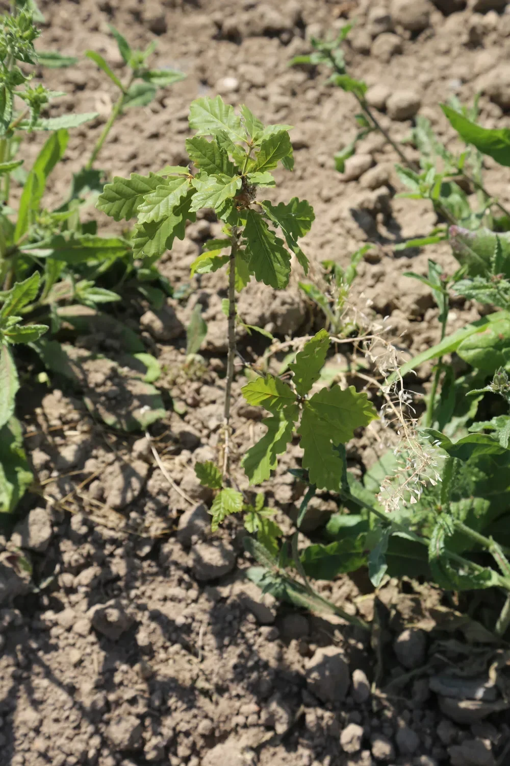 le bois du ruisseau — photo 2