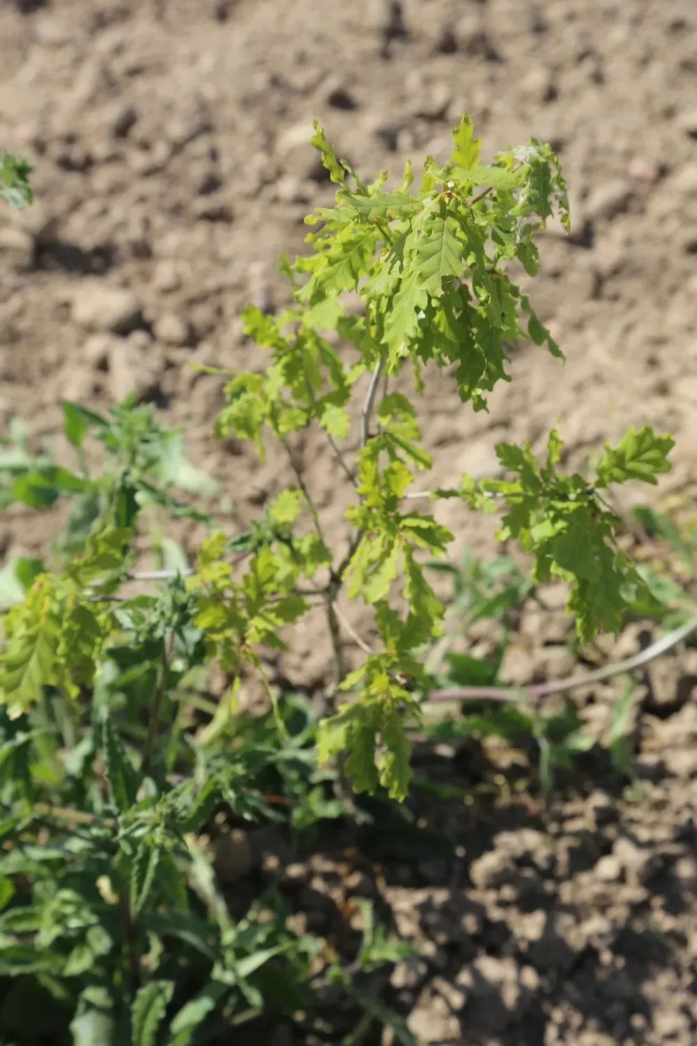 le bois du ruisseau — photo 3