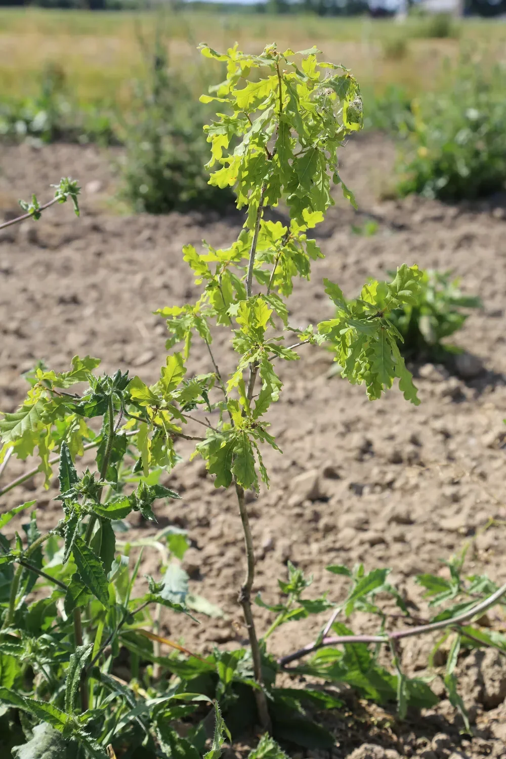 le bois du ruisseau — photo 4