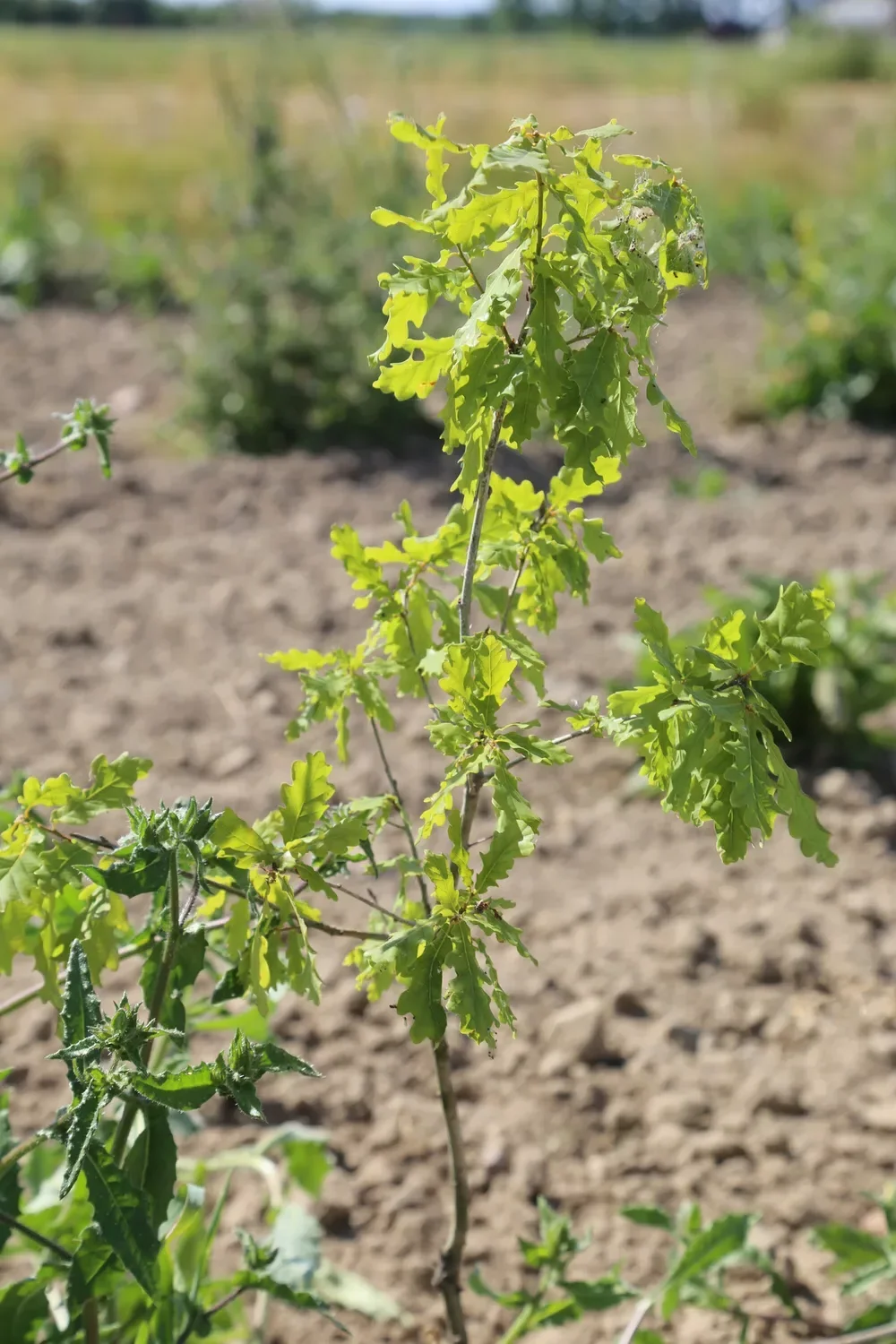 le bois du ruisseau — photo 5