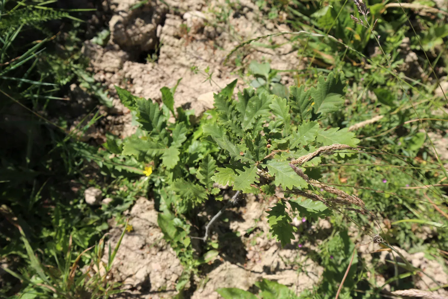 le bois de la persais — photo 3