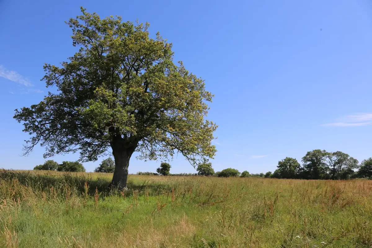 le bois de la persais — photo 4