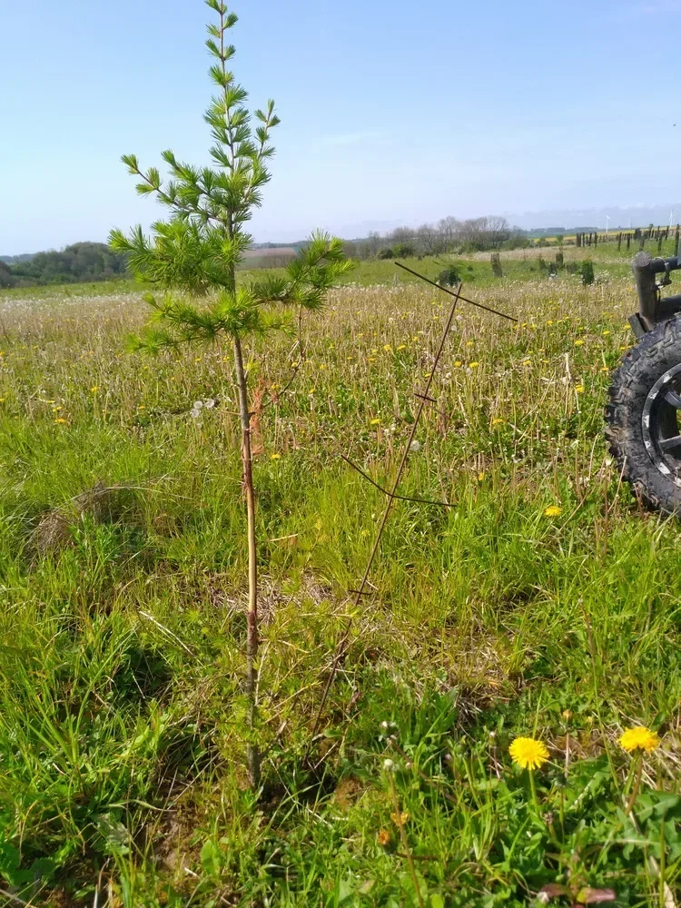 le bois de cercamp — photo 1