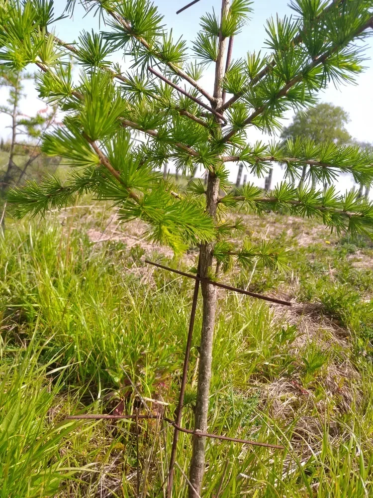 le bois de cercamp — photo 2