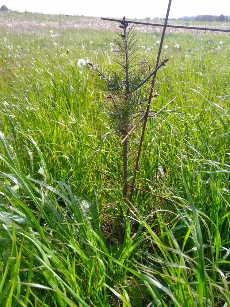 le bois de cercamp — photo 3