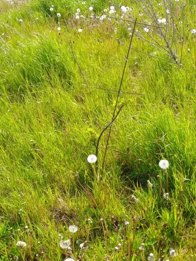 le bois de cercamp — photo 4