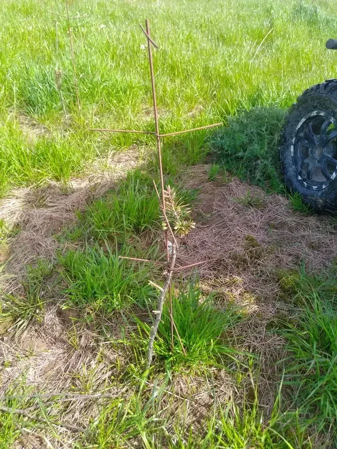 le bois de cercamp — photo 5