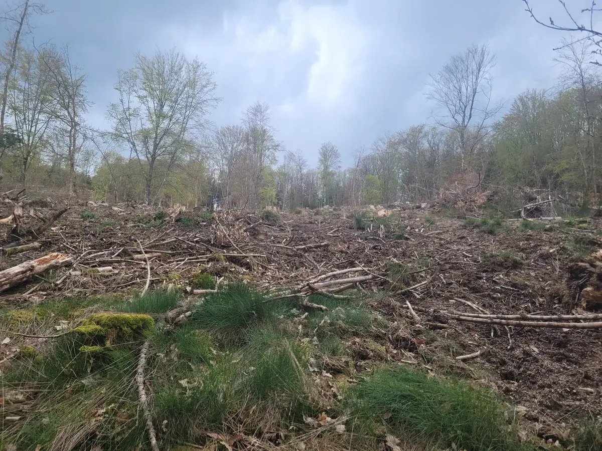 le bois de l etang des merles — photo 1