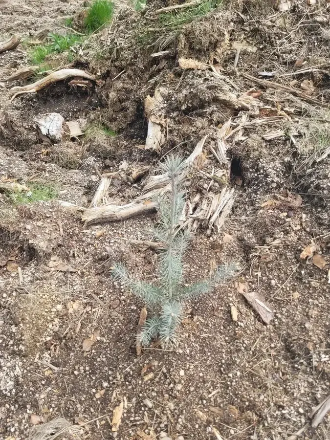 le bois de l etang des merles — photo 2