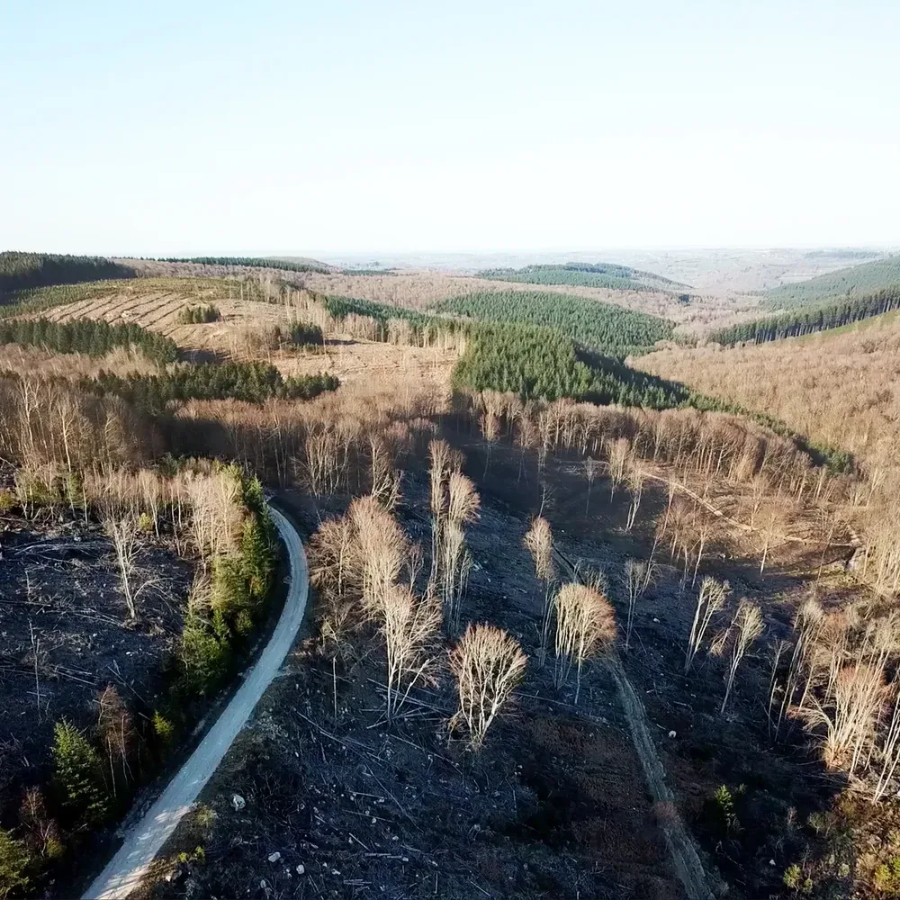 le bois de l etang des merles — photo 3
