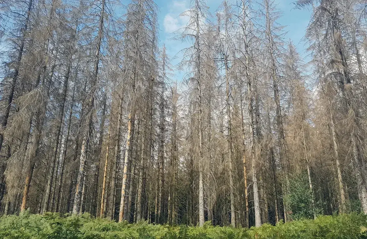 le bois de l etang des merles — photo 4