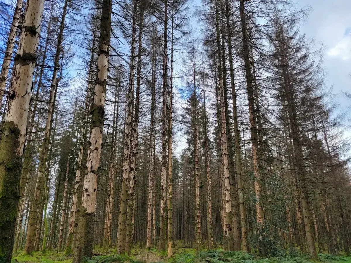 le bois de l etang des merles — photo 5