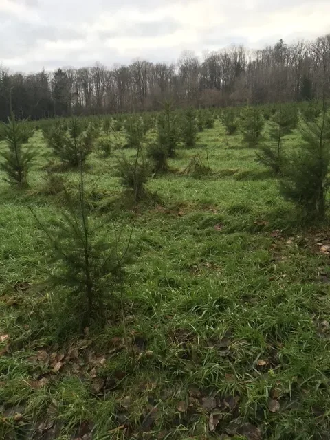 le bois de la vallee — photo 2