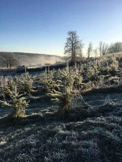 le bois de la vallee — photo 3