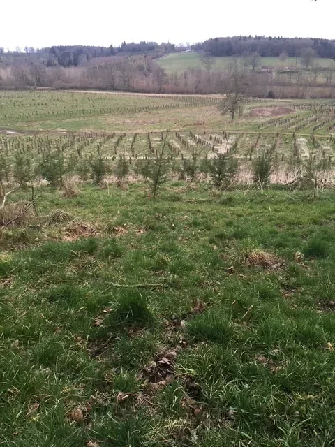 le bois de la vallee — photo 5