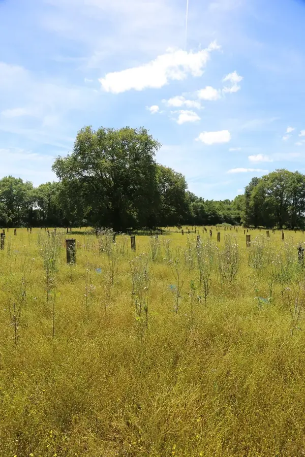 le bois de pacoret — photo 1