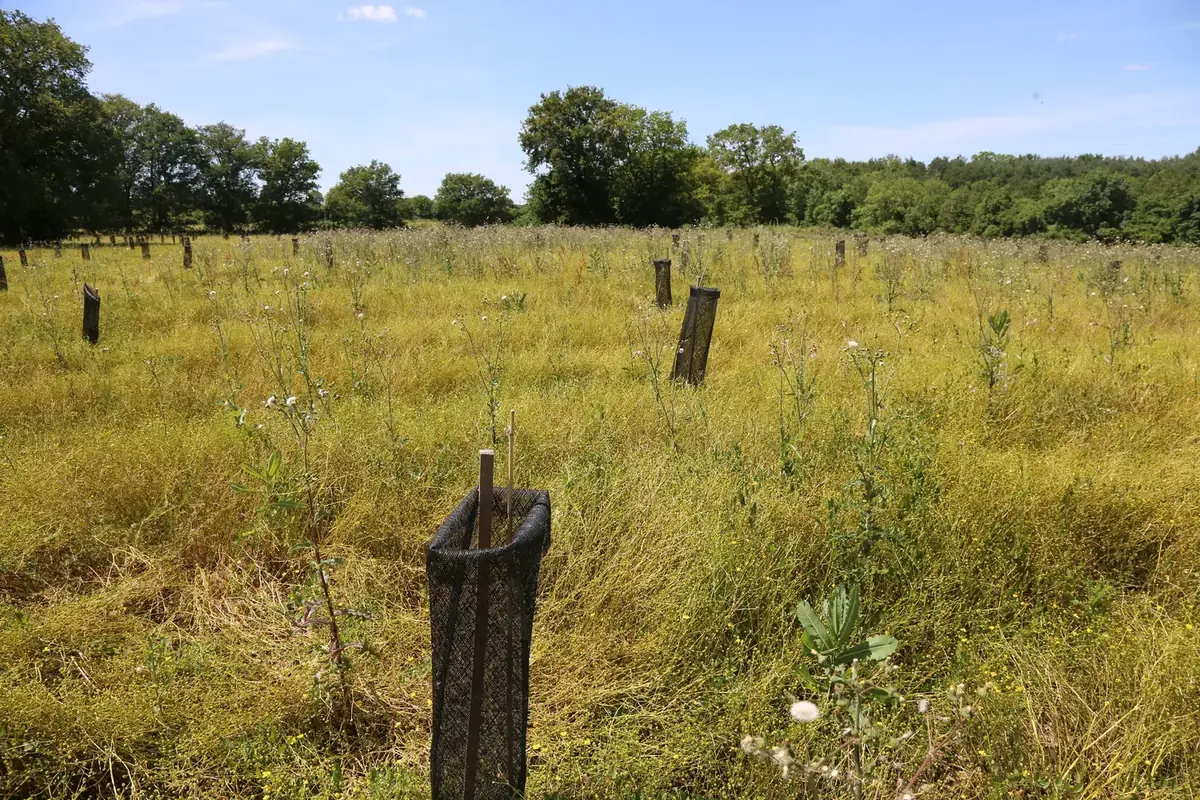 le bois de pacoret — photo 2