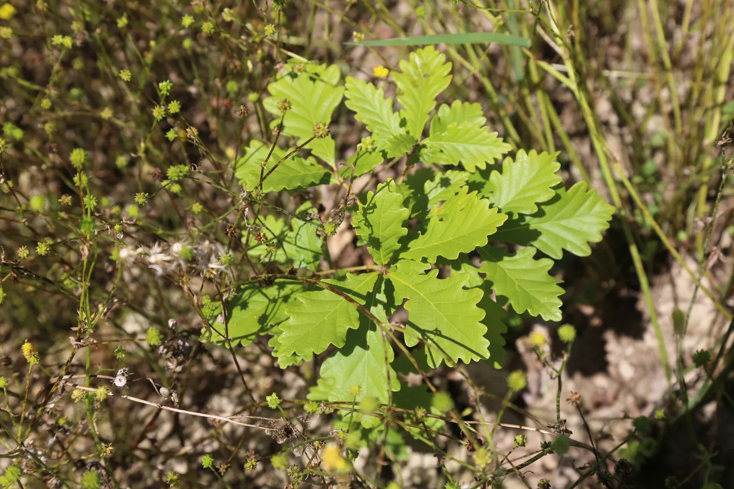 le bois de pacoret — photo 3