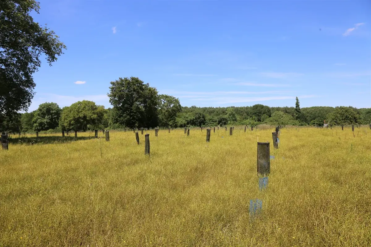 le bois de pacoret — photo 4