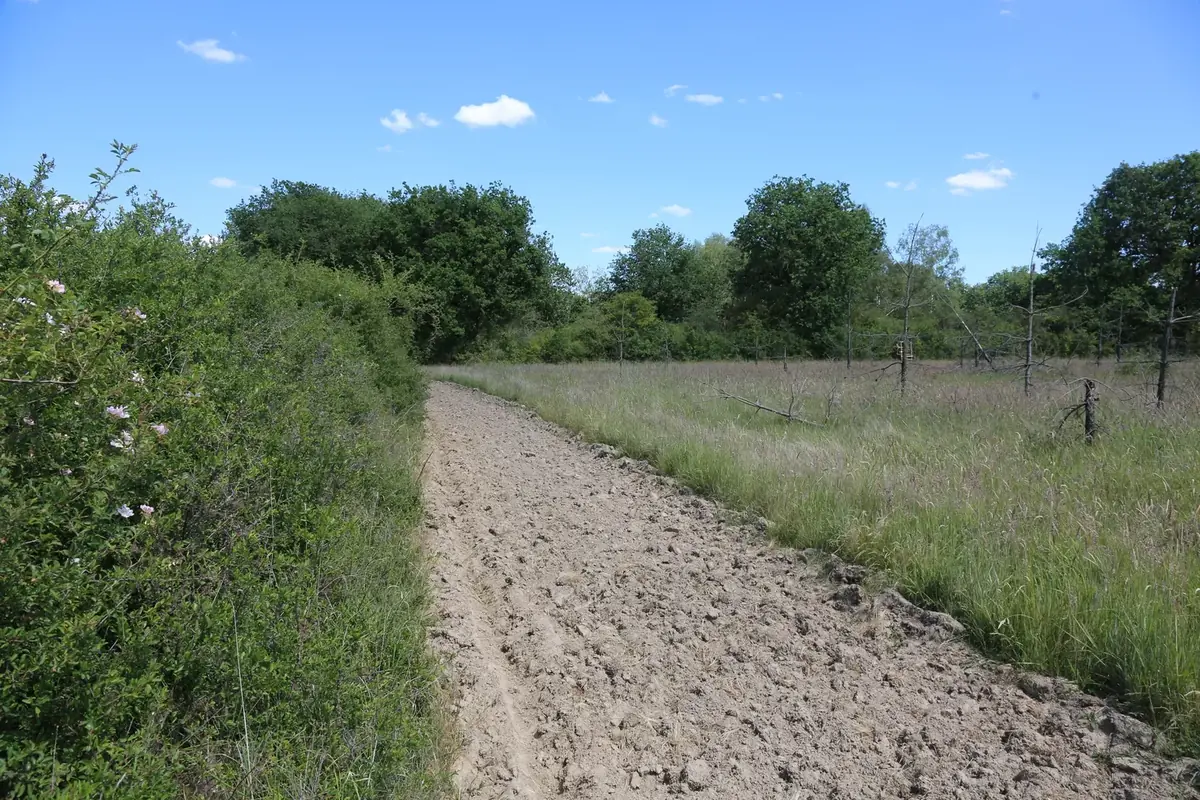 le bois du dolmen — photo 1
