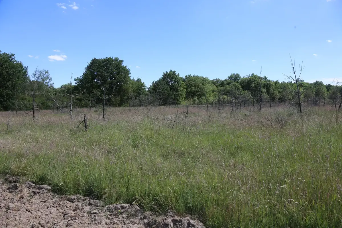 le bois du dolmen — photo 2