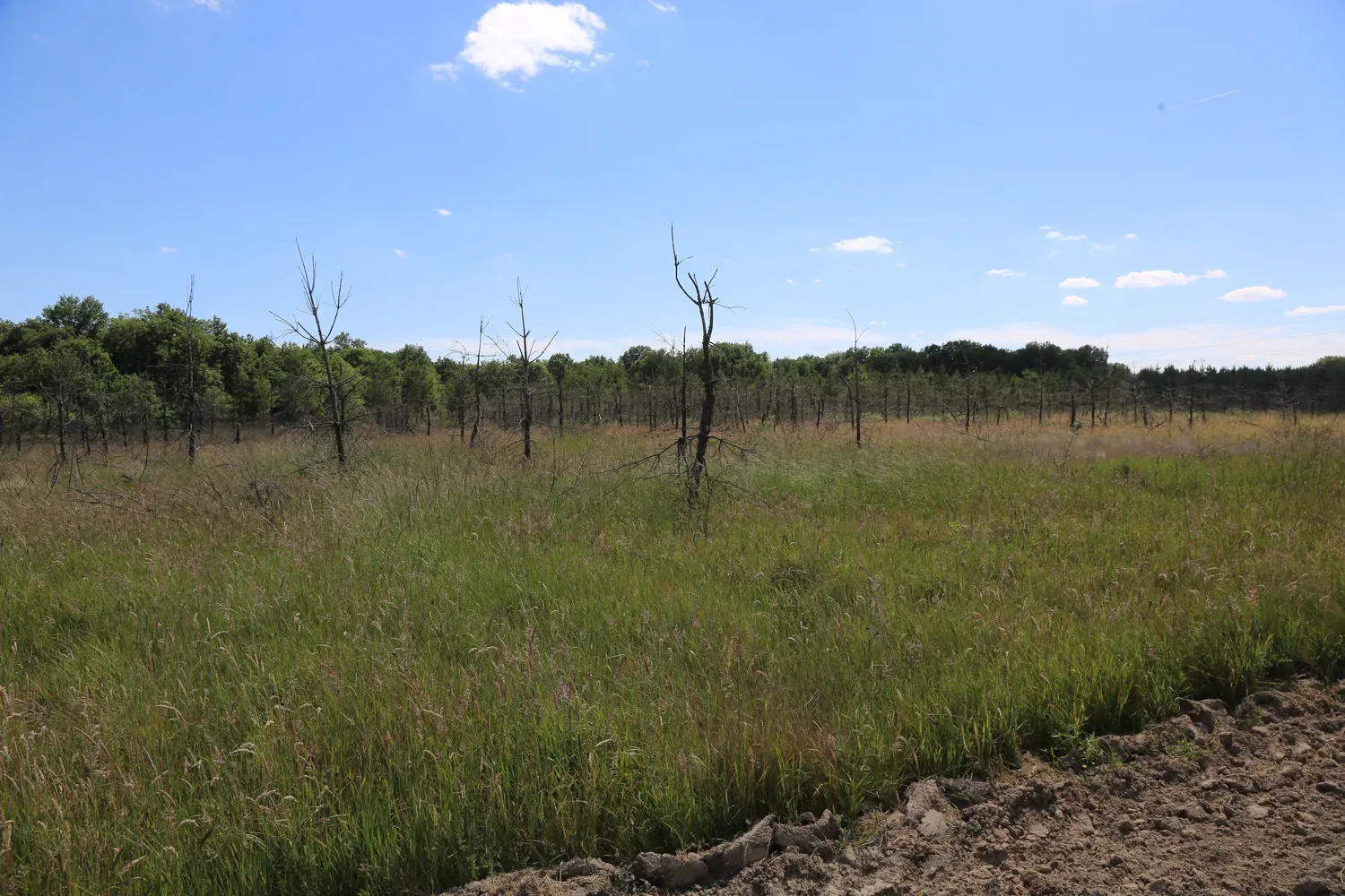 le bois du dolmen — photo 3