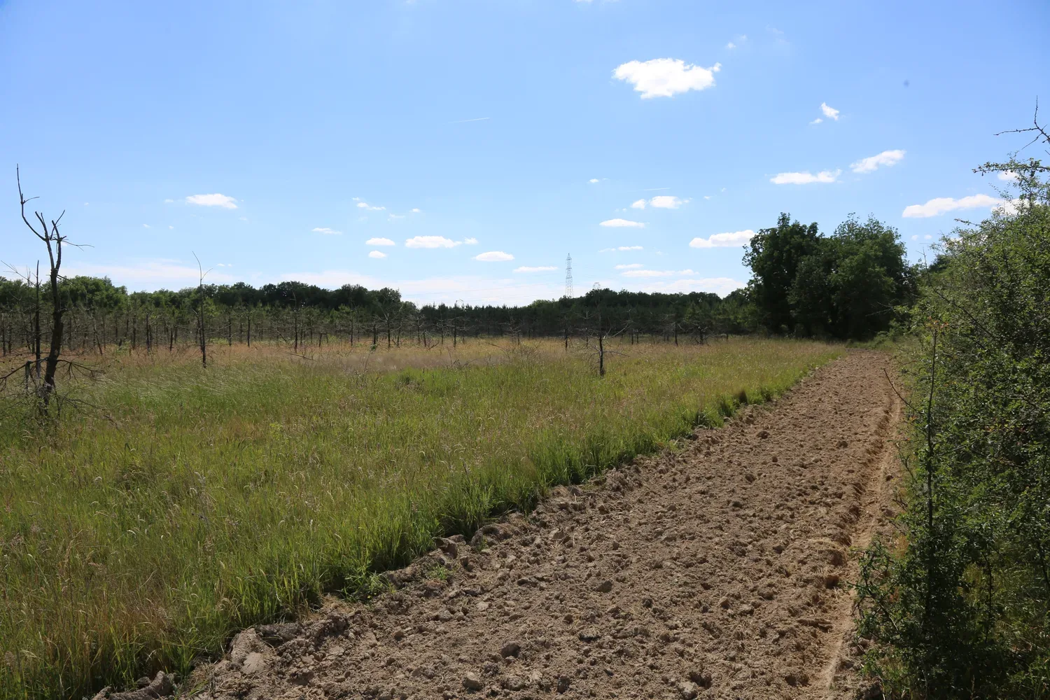 le bois du dolmen — photo 4